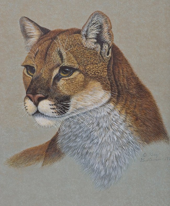 Кугуар - животные, пума, дикие кошки - оригинал