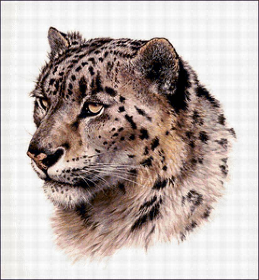 Барс - животные, дикие кошки, хищник, барс - предпросмотр