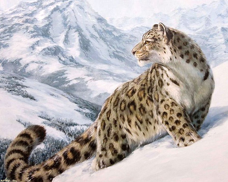 Снежный барс - дикие кошки, природа, горы, хищник - оригинал