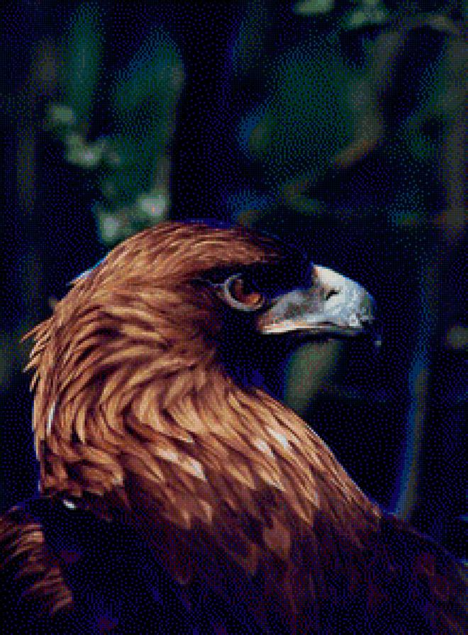 Ястреб - ястреб, природа, птицы - предпросмотр