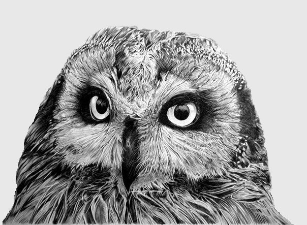 Мудрый взгляд - сова, животные, птицы - оригинал