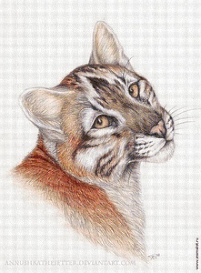 Пума - кошки, животные - предпросмотр