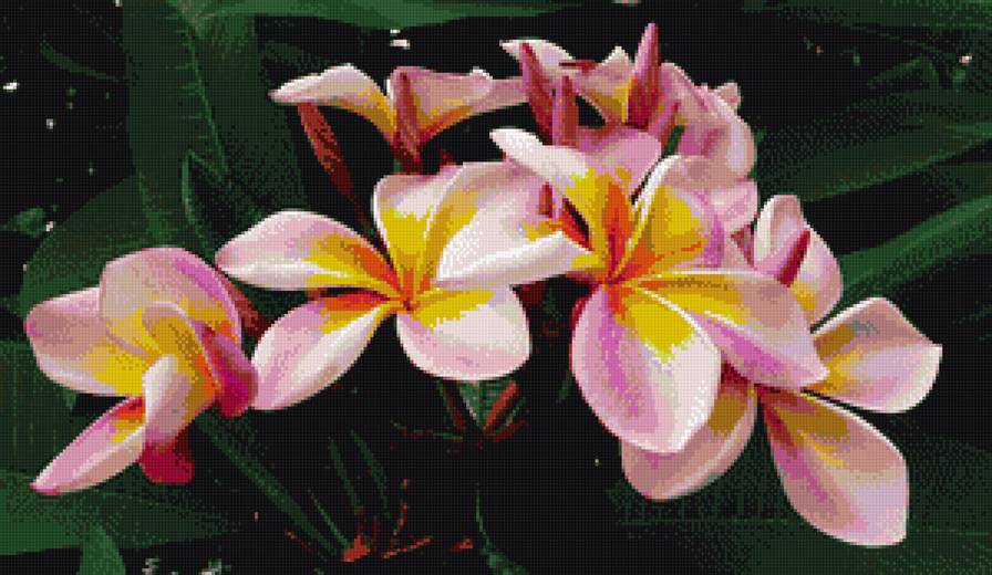 экзотические цветы - экзотика, яркость, цветы - предпросмотр