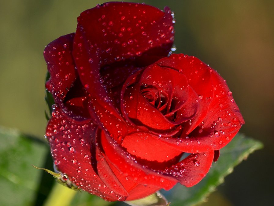 Роза - оригинал