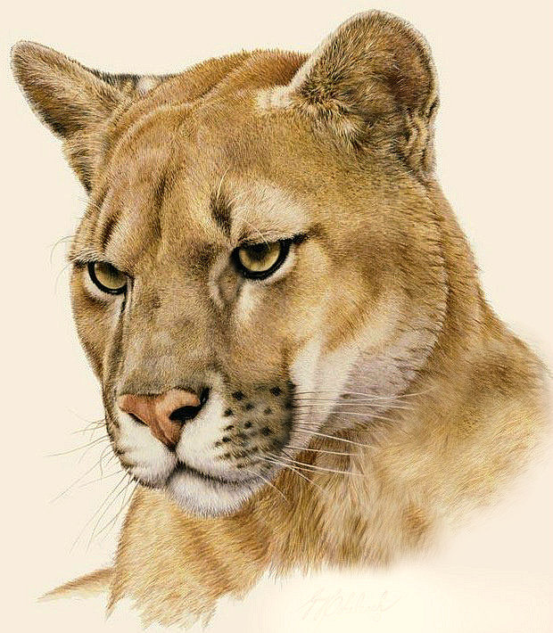Львица - портрет, животные, хищники - оригинал