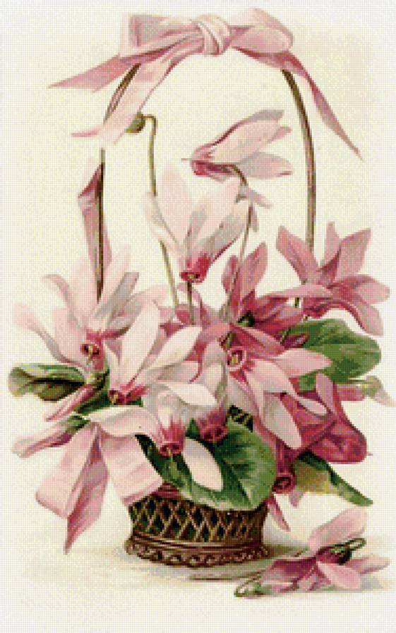 Цветы в корзинке.Букет цикламенов - цикламен, букет, цветы - предпросмотр
