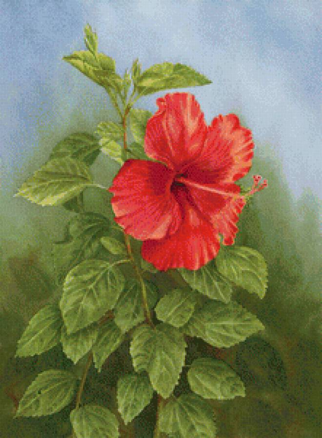 Гибискус - цветы - предпросмотр