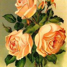 Оригинал схемы вышивки «оранжевые розы» (№1143891)