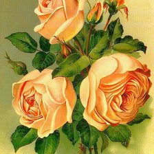 Оригинал схемы вышивки «оранжевые розы» (№1143971)