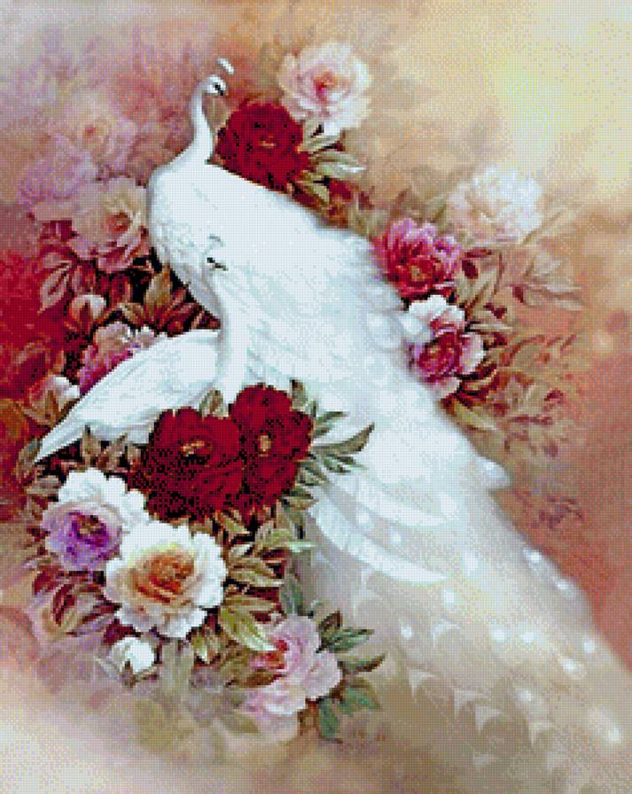 белые павлины - птицы - предпросмотр