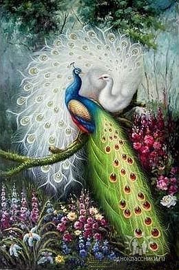 павлины - оригинал