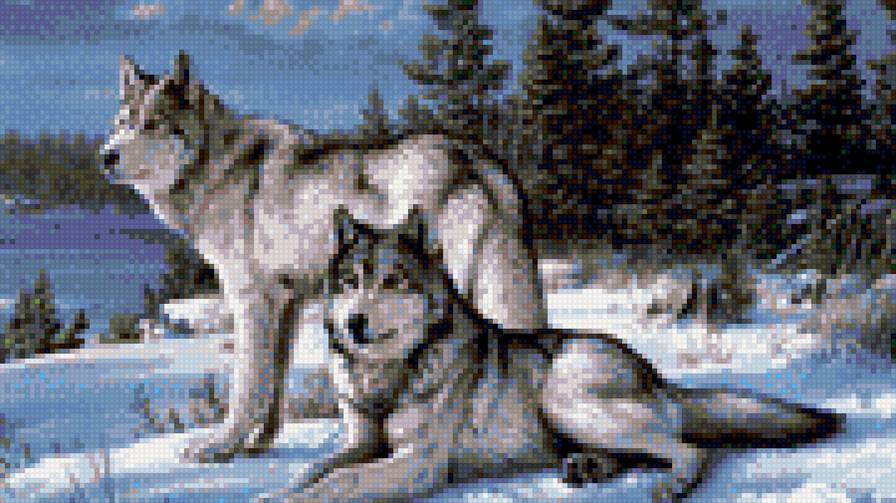 Волки на природе - волки, животные, природа - предпросмотр