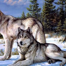 Волки на природе