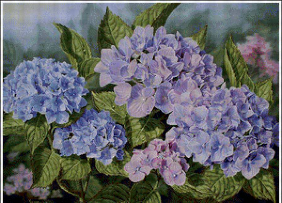 гортензия - предпросмотр