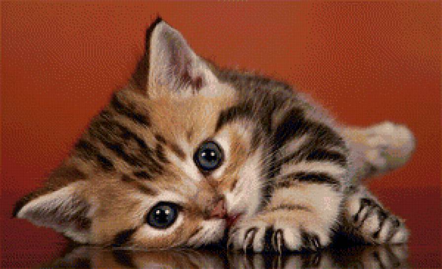 Котенок - животные, кошки - предпросмотр