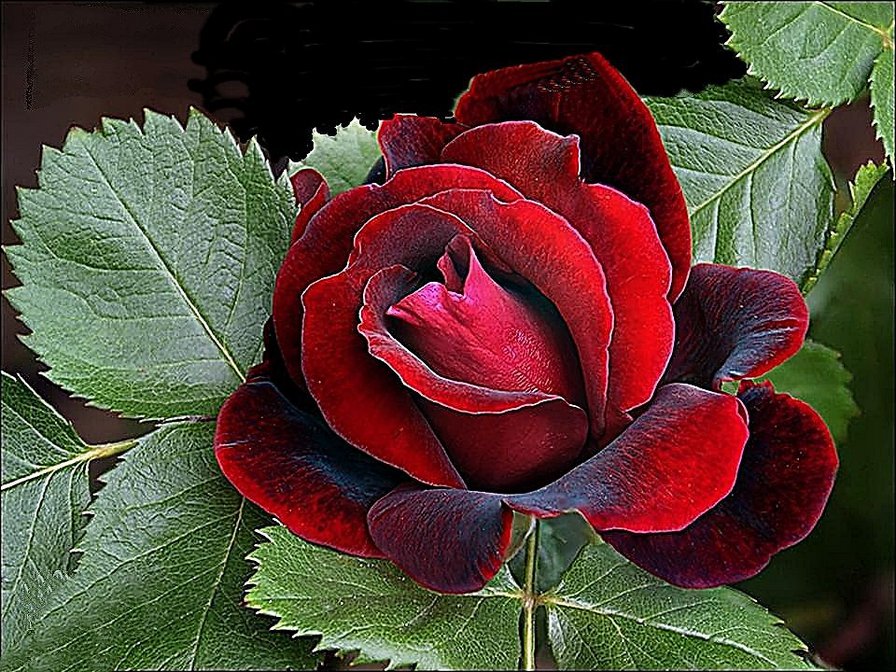 Роза - розы, цветы - оригинал