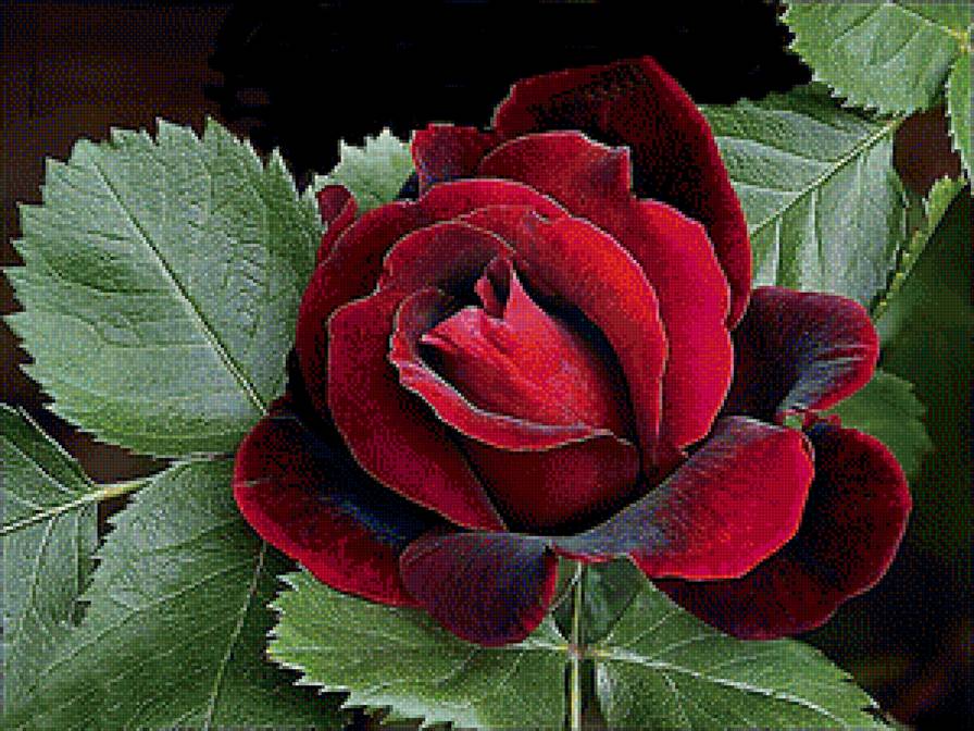 Роза - розы, цветы - предпросмотр