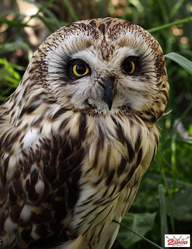 Совушка - птицы - оригинал