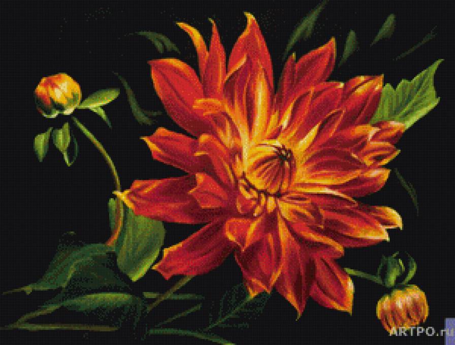 Георгин - цветы - предпросмотр