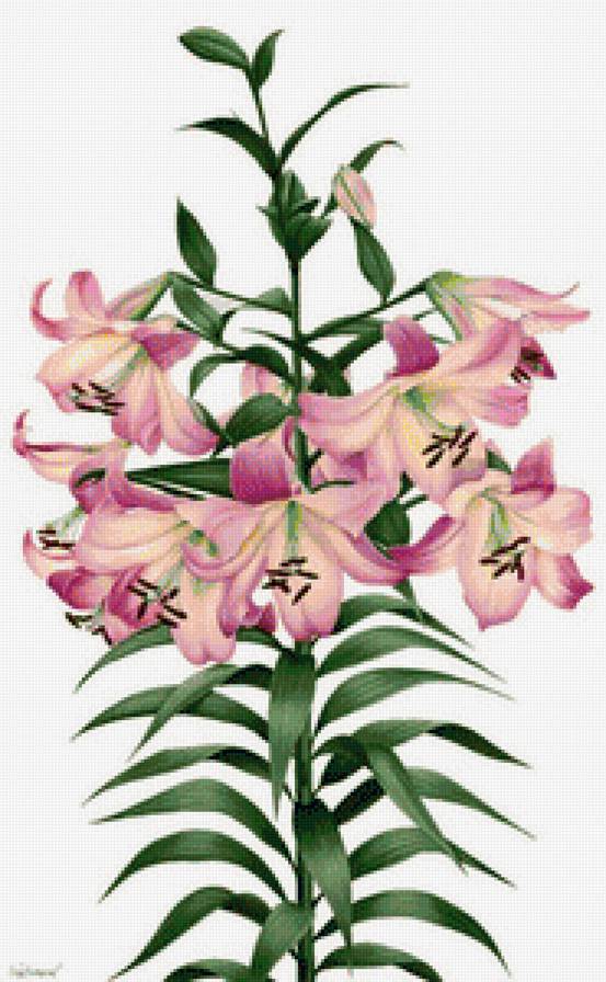 лилии - предпросмотр