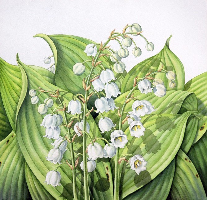 Ландыши - цветы - оригинал