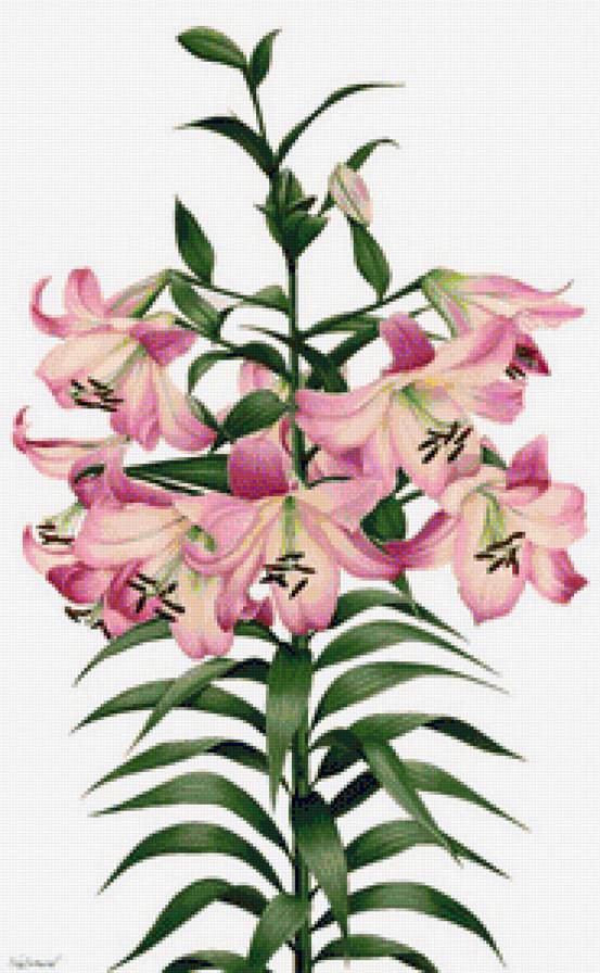 лилии - предпросмотр