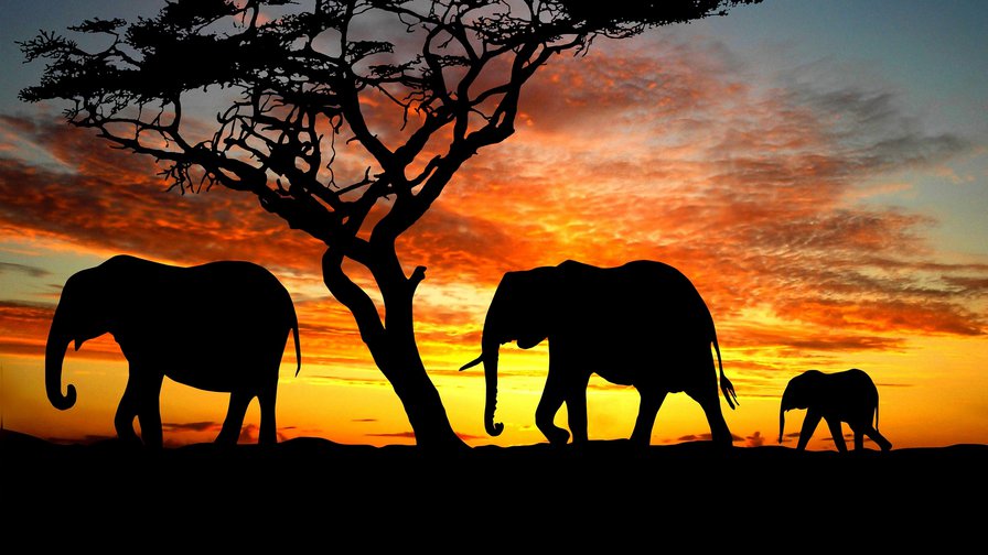 Слоники - животные - оригинал