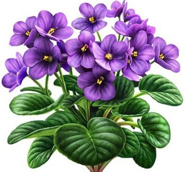 Фиалки - фиалки, цветы - оригинал