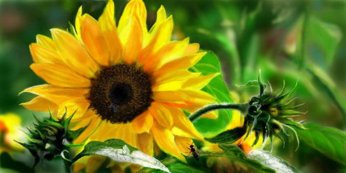 Подсолнушек - природа, подсолнух - оригинал