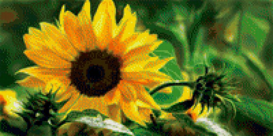 Подсолнушек - подсолнух, природа - предпросмотр