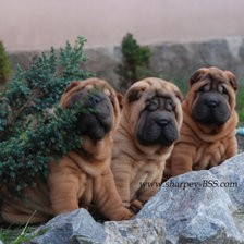 Схема вышивки «шарпеи»