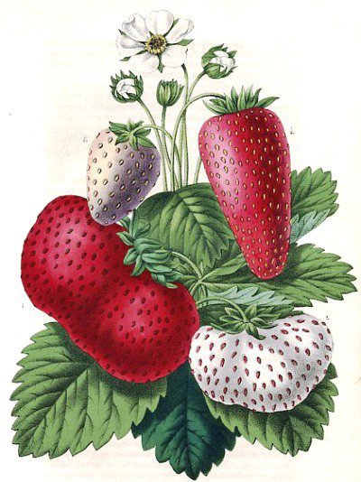 Клубника - ягоды, ягода, на кухню - оригинал