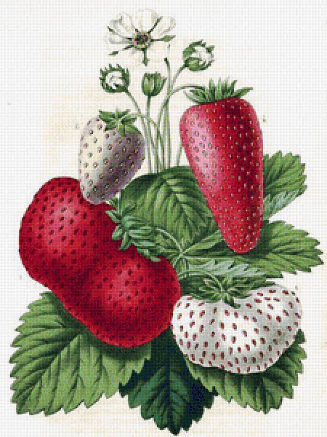 Клубника - ягоды, на кухню, ягода - предпросмотр