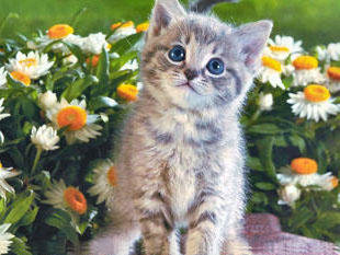 котенок на клумбе - оригинал