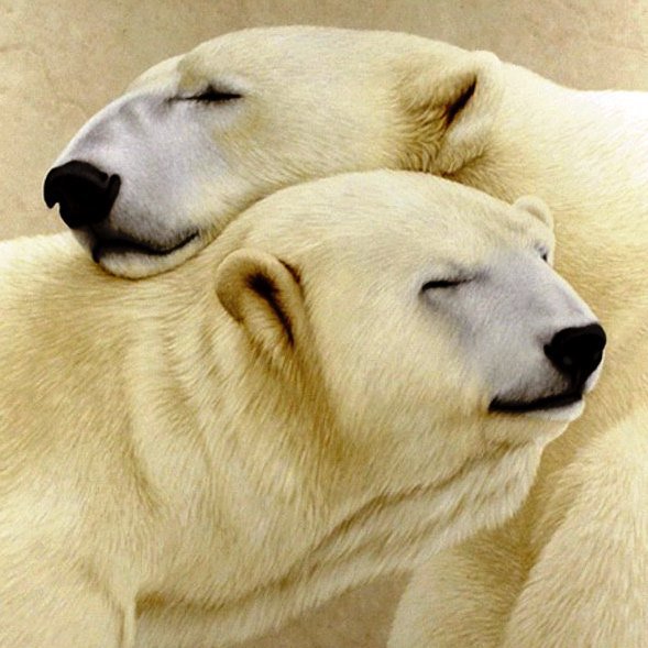 Мишки - медведь, животные - оригинал