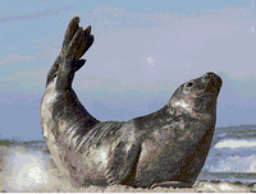 тюлень № 3 - тюлень - предпросмотр