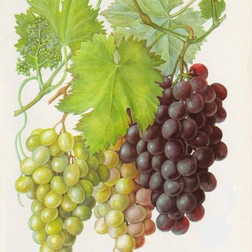 Сочные грозди - фрукты, ягоды, виноград - оригинал