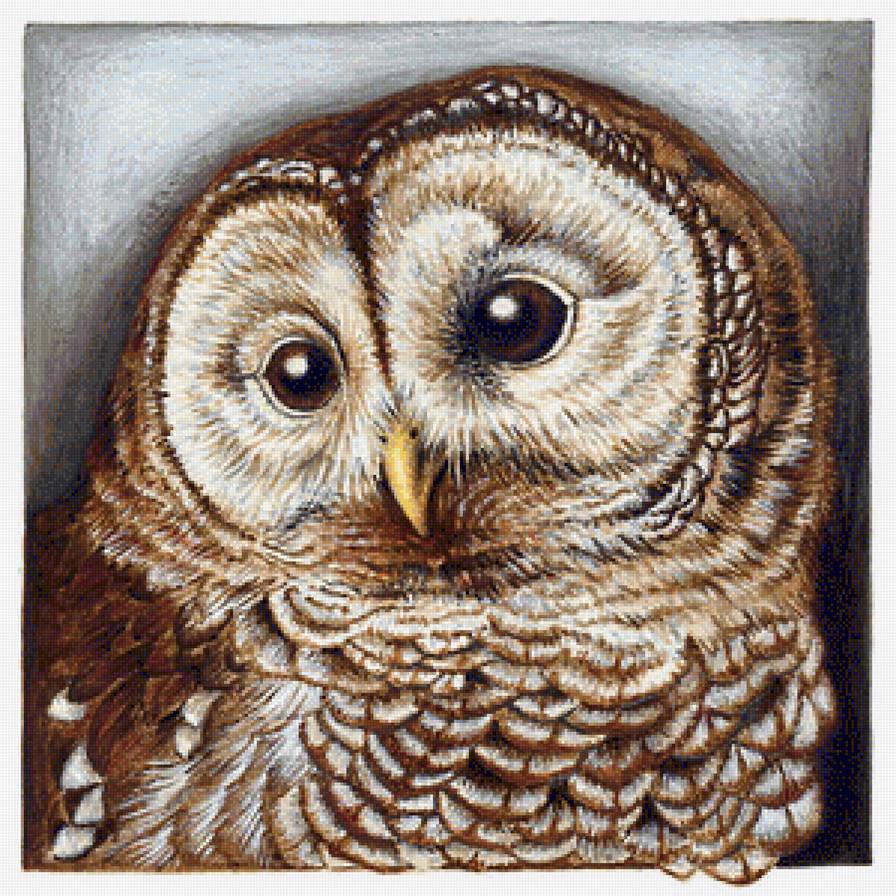 ночной страж - птицы, филин, сова, хищники - предпросмотр