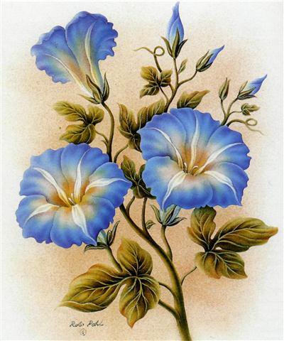 Вьюнок - цветы - оригинал