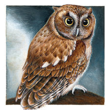 Схема вышивки «Совушка»