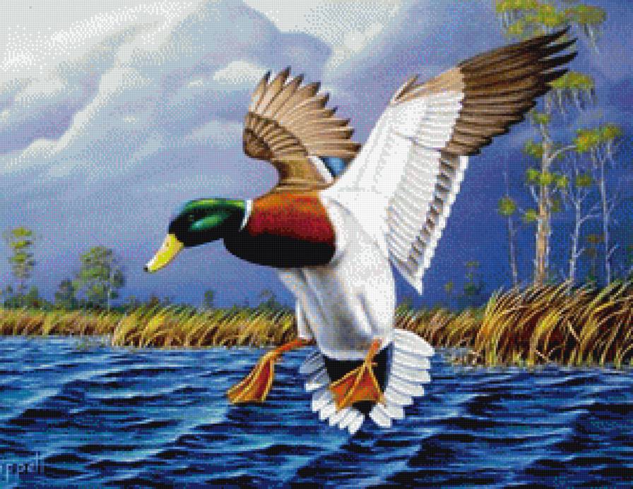 Утка - птицы - предпросмотр