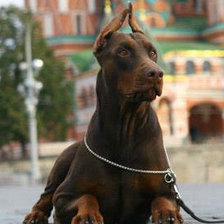 Схема вышивки «доберман»