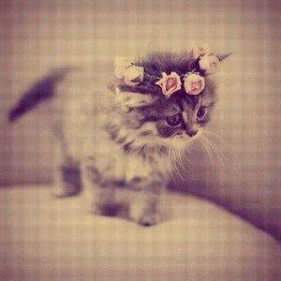 Котя с венком - венок, котеночек, цветі - предпросмотр