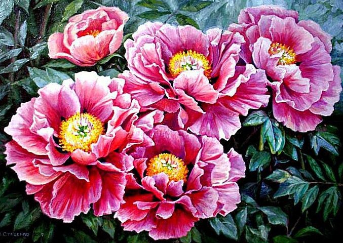 Пионы - пион, цветы, пионы - оригинал