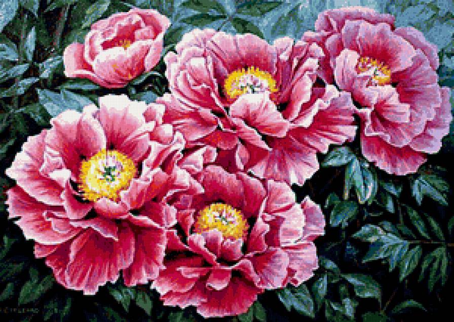 Пионы - пионы, пион, цветы - предпросмотр