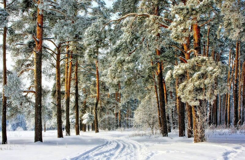 Зимний лес - сосны., зима, лес - оригинал