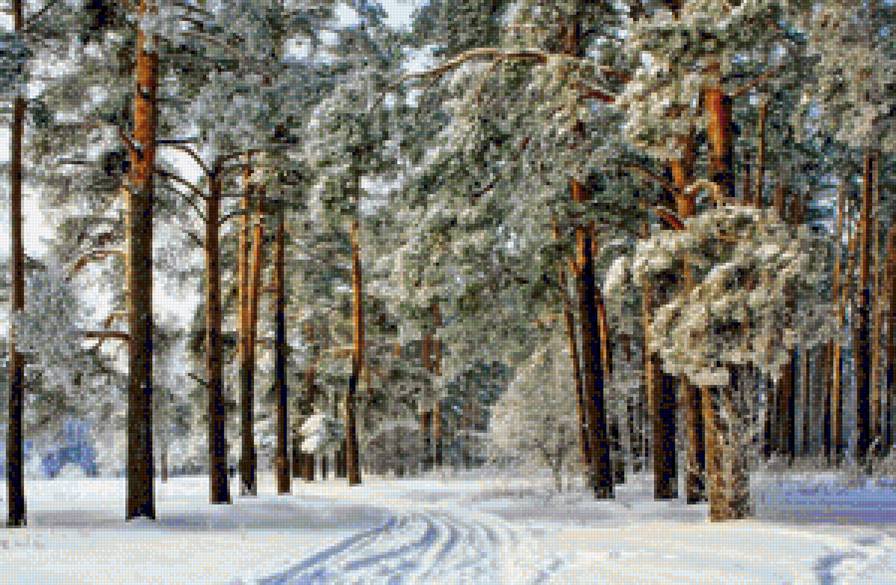 Зимний лес - лес, зима, сосны. - предпросмотр