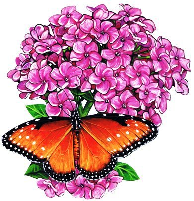 Бабочка - цветок, цветы, насекомые, бабочка - оригинал