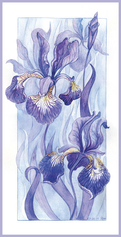Нежные ирисы - цветы - оригинал