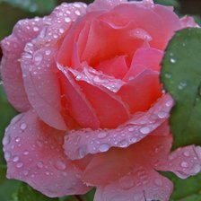 Схема вышивки «№1150121»